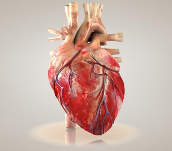 CARDIOVASCULAR